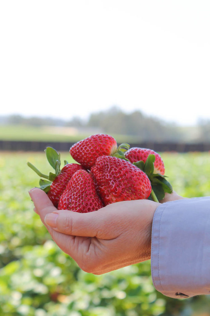 California Strawberries Farm Tour 