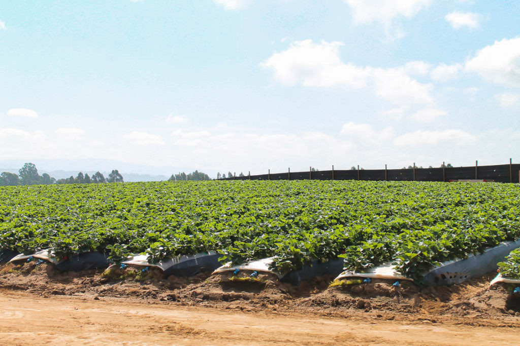 California Strawberries Farm Tour 