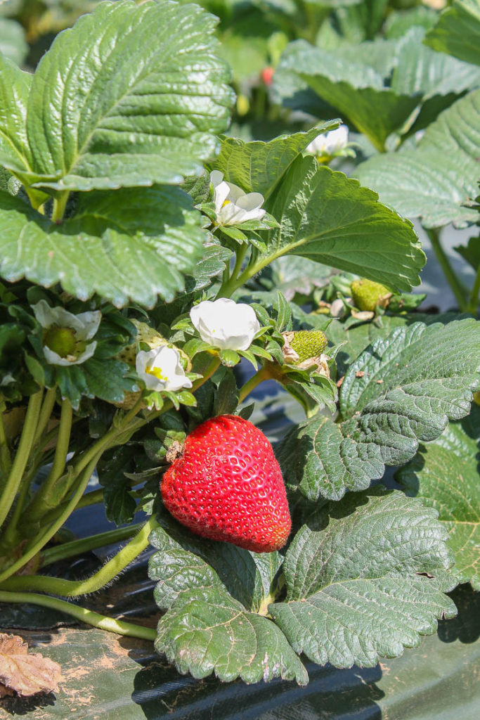 California Strawberries Farm Tour