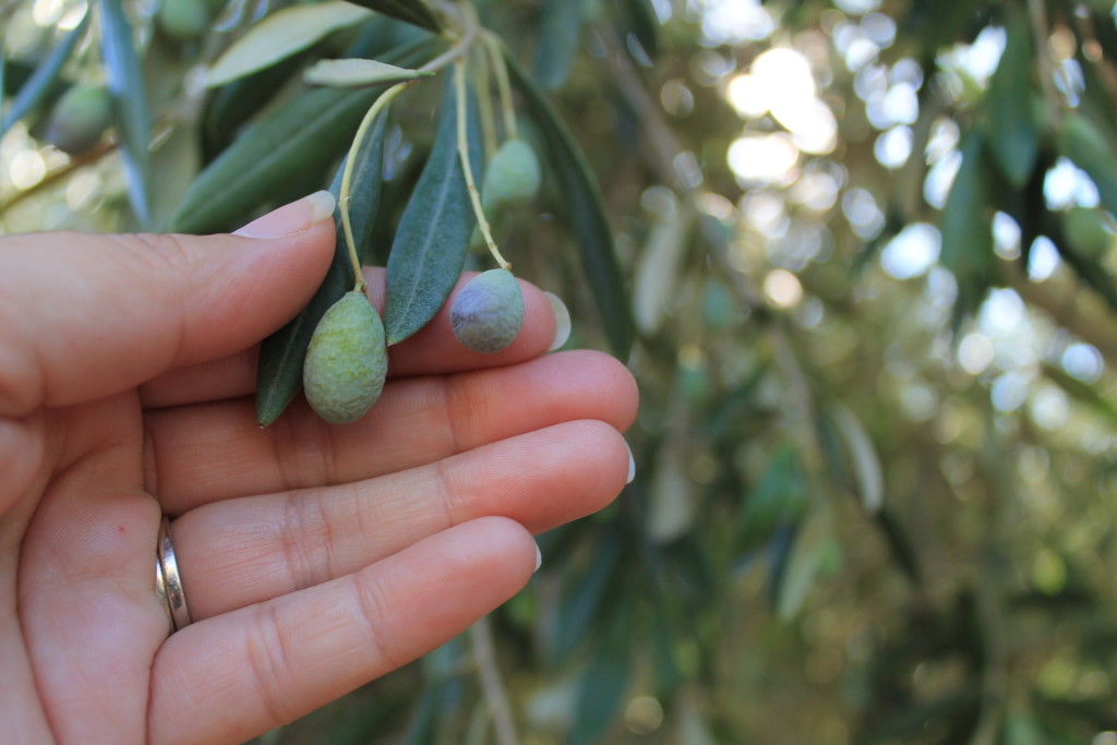 A woman's hand holding two olives on a treed branch.